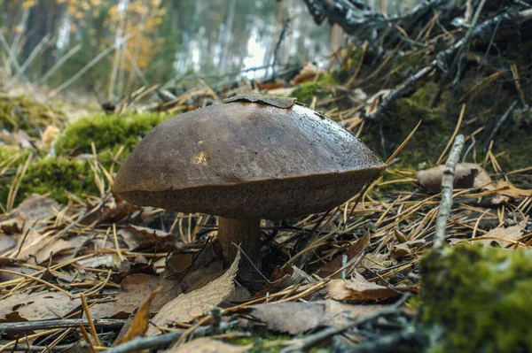 Vit Svamp Skogsvegetation Utseendet Svampen Framför — Stockfoto