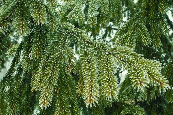 Bella Natura Invernale Fiaba Verde Foresta Abete Fiabesca — Foto Stock