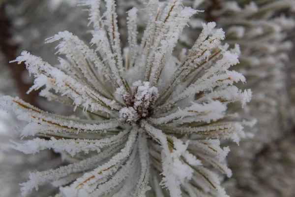 Kall Säsong Vinternatur Snöns Skönhet Makrofotografering Vintern — Stockfoto