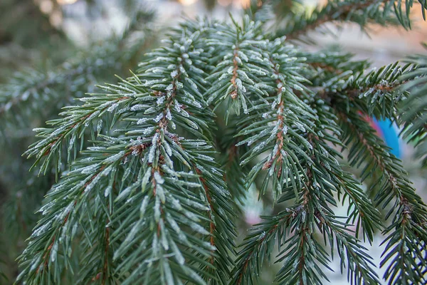 Zielone Gałązki Świerku Zimne Kręgosłupy Zimowe Ramach Inicjatywy Piękna Pogoda — Zdjęcie stockowe