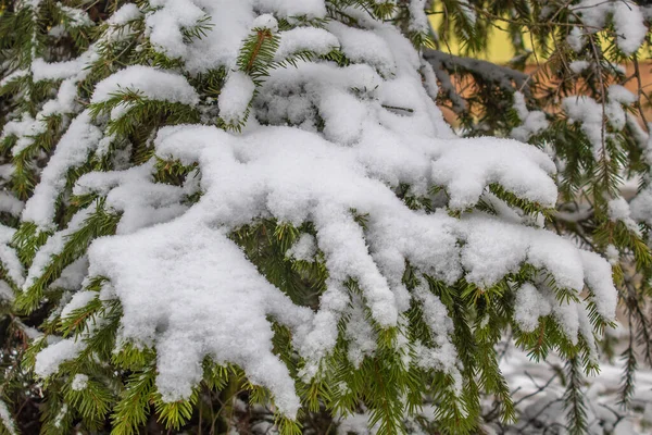 Copertura Neve Alberi Verde Bellissimo Abete Rosso Tempo Freddo Inverno — Foto Stock