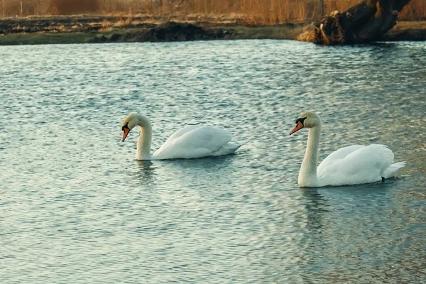 Пара Белых Лебедей Плавает Озеру Символ Любви — стоковое фото