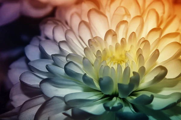 Цветок Разноцветным Градиентом Красивый Цветок Символ Нежности — стоковое фото