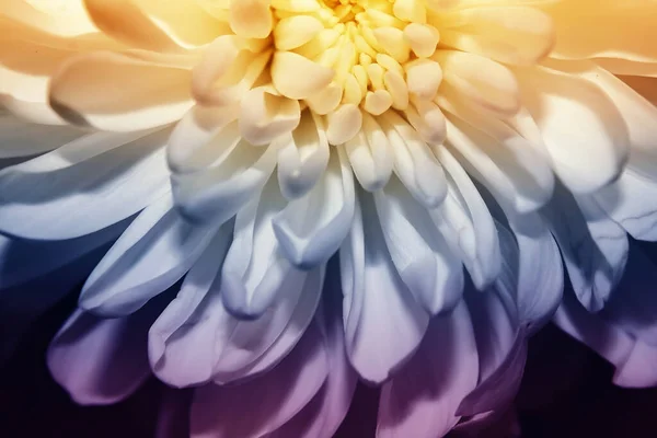 Pétalas Flor Estão Perto Combinação Harmoniosa Símbolo Ternura — Fotografia de Stock