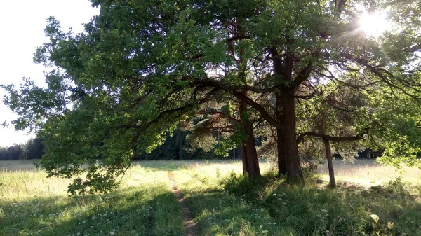 Robles Parque — Foto de Stock