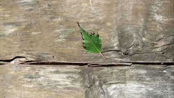木堤上的叶子 — 图库照片