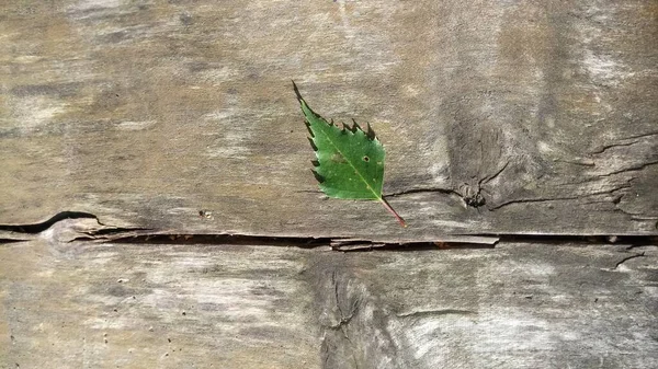 Blatt Auf Der Holzbank — Stockfoto