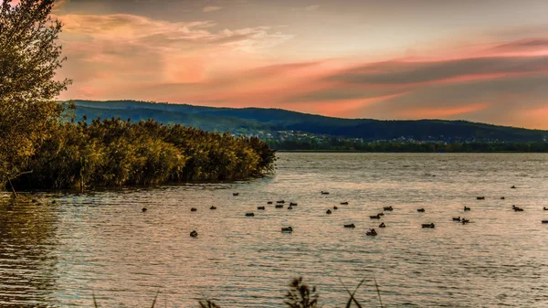 Macaristan'da Balaton Gölü üzerinde ördek güzel mor günbatımı'nın renkler.