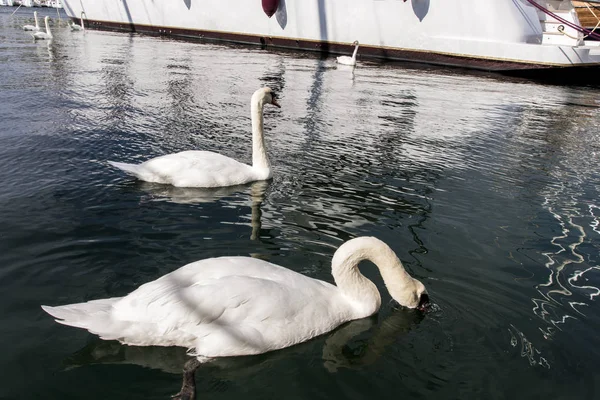 Bay Scradin Hırvatistan yakınındaki güzel vahşi kuğu