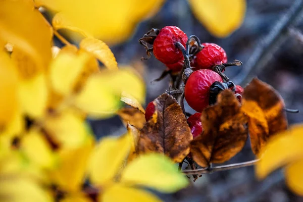 Canker rose with nice autumn colors in the garden in Czech Republic