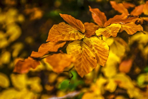 Beech Leaves Autumn Colors Tree Forest Garden Czech Republic — Stock Photo, Image