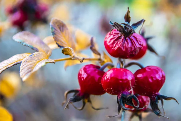 Canker-rose with hips in the autumn season, Czech Republic