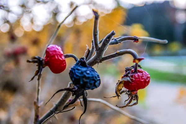 Pamukçuk-gül ile Çek Cumhuriyeti'nde sonbaharında spiderweb yollar