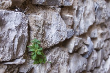 Taş duvar Hırvatistan Scradin park civarındaki şehirde büyüyen bitki