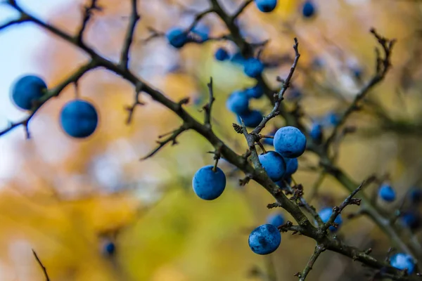 Owoce Tarniny Drzewo Jesień Kolory Ogrodzie Austrii — Zdjęcie stockowe