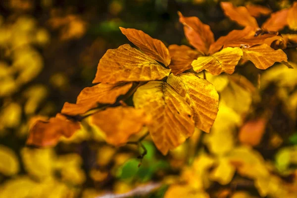 Hojas Haya Otoño Bosque Checo República Checa —  Fotos de Stock