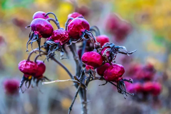 Çek Cumhuriyeti Nde Sonbaharda Pamukçuk Gül Meyve Güzel Güz Renkler — Stok fotoğraf