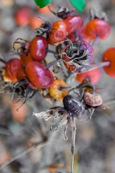 Pamukçuk-gül ile Çek Cumhuriyeti'nde sonbaharında spiderweb yollar