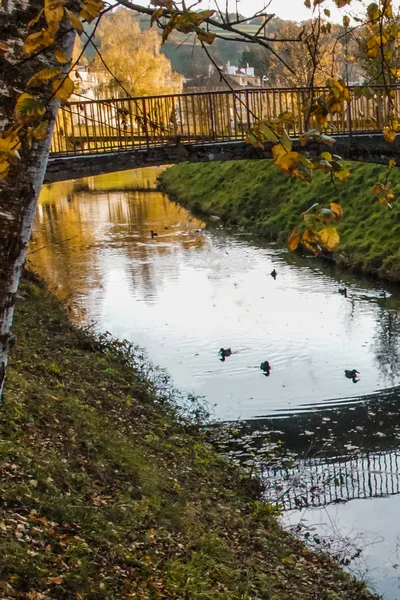 Wild ducks swimming on the river in the autumn, view on birch with nice leaves in pastel colors in Luihachovice, Czech Republic