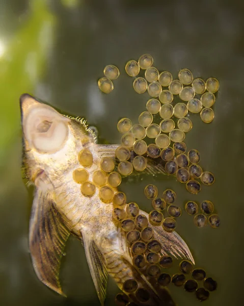 Αρσενικά Του Sturisoma Panamense Αυξάνεται Μητρική Χαβιάρι Στη Γυάλινη Επιφάνεια — Φωτογραφία Αρχείου
