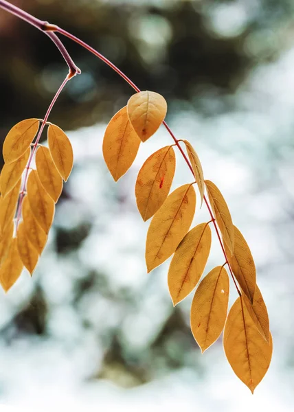 Wisteria vahşi şube kar yağıyordu karada, Çek Cumhuriyeti