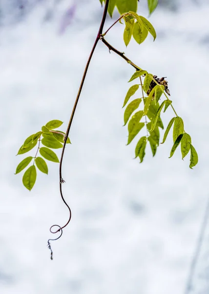 Wisteria şube kar yağıyordu karada, Çek Cumhuriyeti
