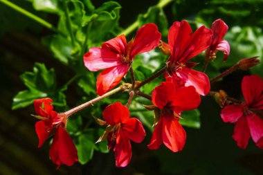 Çek epublic r bahçede yeşil güzel Sardunya bırakır
