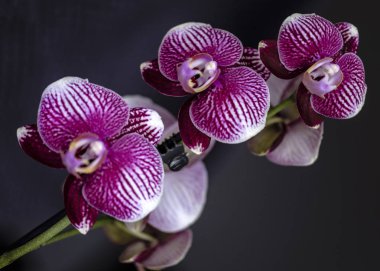 Evde güzel çiçekli güzel mor orkide