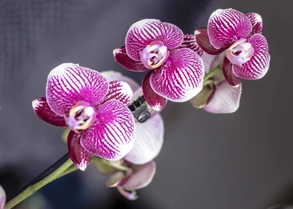 Nice purple orchid with nice flowers at home