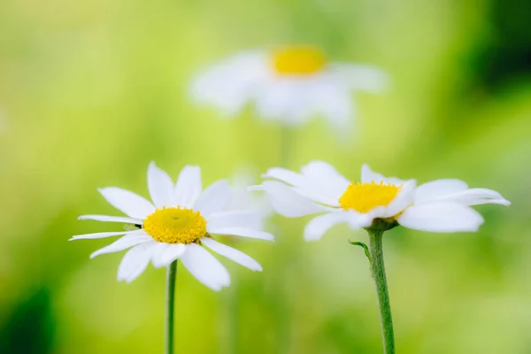 White Camomiles Daisy Flowers Green Meadow Shallow Depth Field — Stock Photo, Image