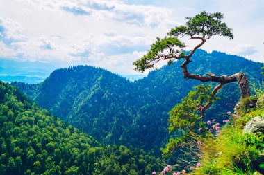 Sokolica en yüksek Pieniny Dağları ile ünlü cüce çam ağacı üstündeki, Polonya