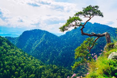 Sokolica peak in Pieniny Mountains with a famous dwarf pine tree at the top, Poland clipart