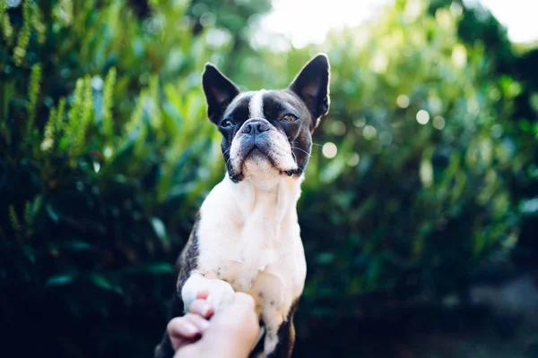 Uma Pata Amizade Boston Terrier Tocando Pata Com Mão Mulher — Fotografia de Stock