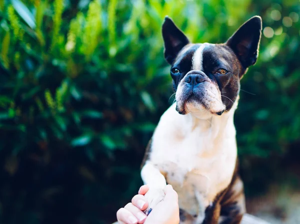 Uma Pata Amizade Boston Terrier Tocando Pata Com Mão Mulher — Fotografia de Stock