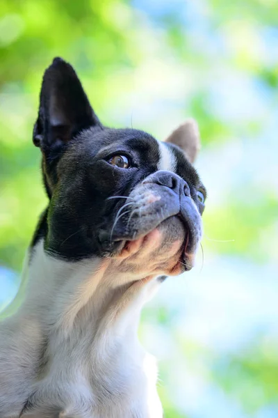Boston Terrier Cão Fundo Turvo Verão — Fotografia de Stock