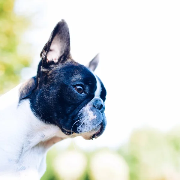 Boston Terrier Hund Auf Verschwommenem Sommerhintergrund — Stockfoto