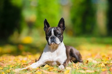 Boston terrier köpek renkli yaprakları arasında sonbahar manzarası yeşil çim üzerinde