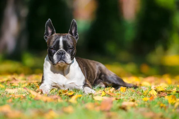 Boston Terrier Hund Auf Einem Grünen Rasen Herbstlicher Landschaft Zwischen — Stockfoto