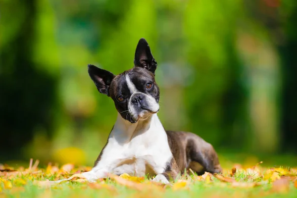 Boston Cão Terrier Gramado Verde Paisagem Outono Entre Folhas Coloridas — Fotografia de Stock