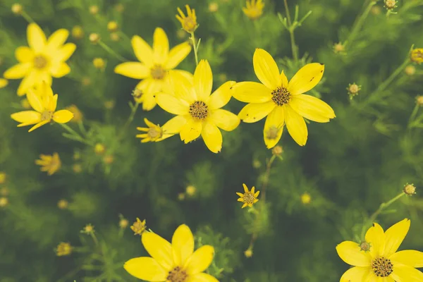 Χρυσά Κίτρινα Άνθη Του Coreopsis Verticillata Στον Κήπο Τον Ιούνιο — Φωτογραφία Αρχείου