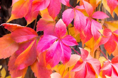 Arka plan yaprak. Kırmızıya döndüğü sarmaşık yaprakları makro çekim