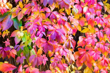 Arka plan yaprak. Kırmızı turuncu sarı mor dönüm sarmaşık yaprakları makro çekim