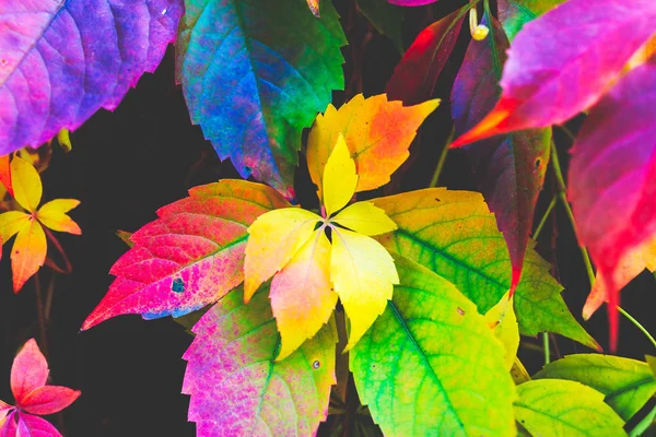 Der Herbst Hinterlässt Spuren Makroaufnahme Von Efeu Ahornblättern Die Rot — Stockfoto