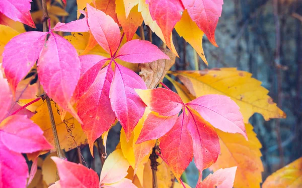 Otoño Deja Fondo Macro Disparo Hojas Hiedra Tornándose Rojo Anaranjado — Foto de Stock