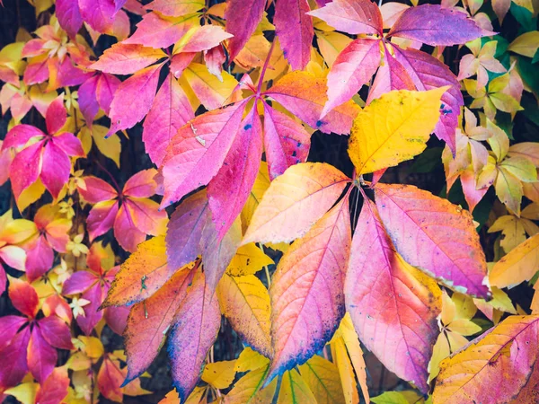 Otoño Deja Fondo Macro Disparo Hojas Hiedra Tornándose Rojo Anaranjado — Foto de Stock