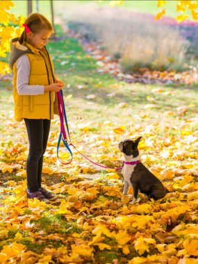 Boston terrier köpek ile sonbahar bir parkta oynarken küçük kız. Boş zaman zaman kavramı