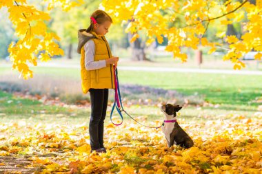Boston terrier köpek ile sonbahar bir parkta oynarken küçük kız. Boş zaman zaman kavramı