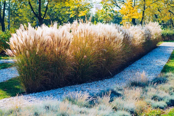 Miscanthus Гигантская Трава Осенних Красках Пейзажах — стоковое фото