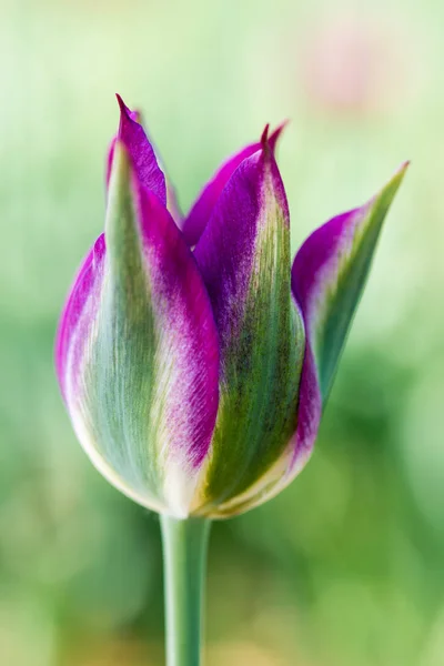 Tulipán Púrpura Verde Salvaje Naturaleza Profundidad Campo Poco Profunda —  Fotos de Stock