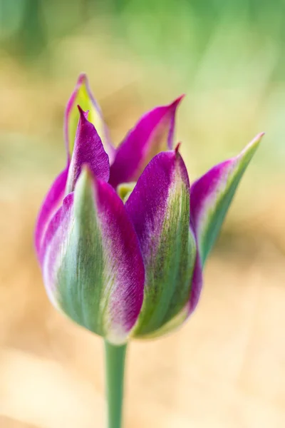 Tulipano Viola Verde Selvatico Natura Profondità Campo Poco Profonda — Foto Stock